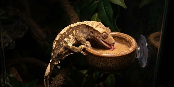 Crested gecko eating prepared diet from magnetic feeding ledge at night