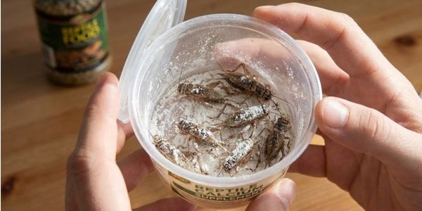 Feeder crickets being dusted with white calcium powder in plastic container before feeding