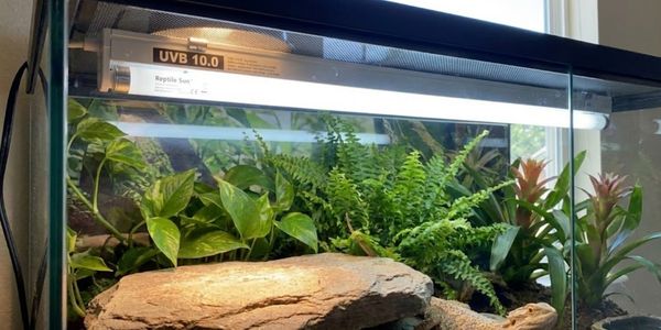UVB fluorescent tube light properly mounted inside reptile terrarium above basking area