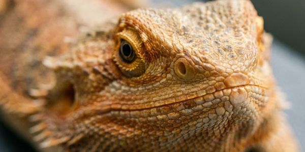 Close-up of healthy reptile showing clear nostrils and normal breathing without discharge