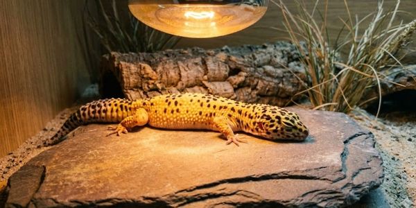 Leopard gecko basking under appropriate heat lamp in terrarium setup