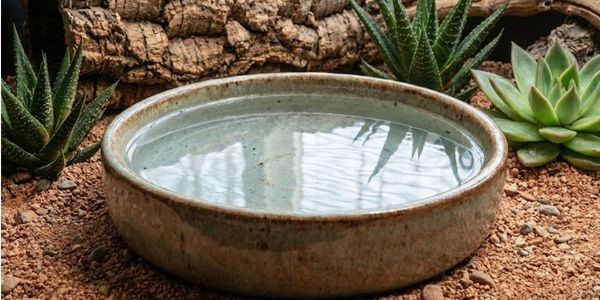 Large shallow water dish with fresh clean water in well-maintained reptile terrarium