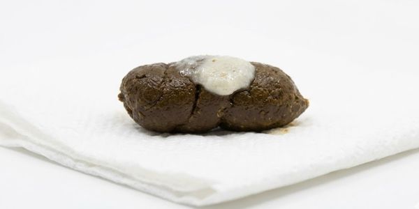 Normal healthy reptile feces showing proper consistency and white urate for comparison