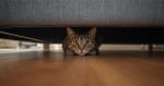 Anxious cat hiding under couch peeking out showing typical feline hiding behavior