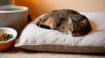 How to care for a senior cat with kidney disease