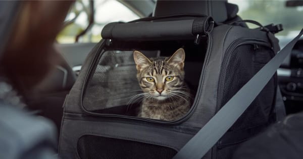 10 Cat Travel Tips to Reduce Stress (That Actually Work)