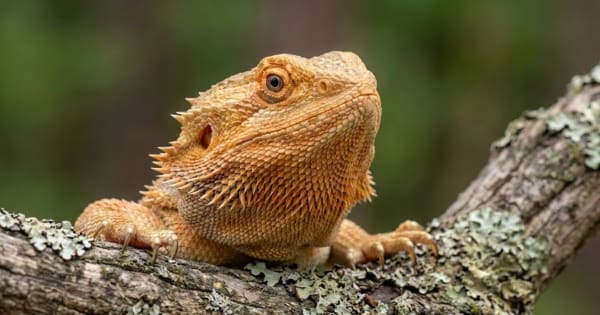 Alert bearded dragon with clear nostrils and normal respiratory posture on natural branch