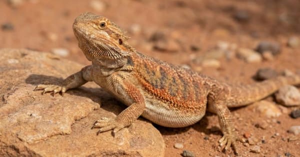 Alert healthy bearded dragon with normal body posture and clear abdomen on natural substrate