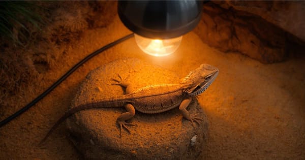 Bearded dragon basking under halogen heat lamp in proper reptile heating setup