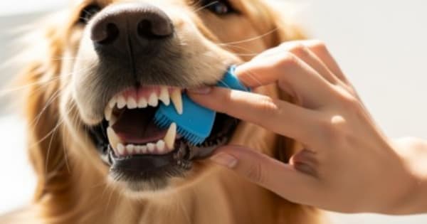 A dog getting his tooth brushed