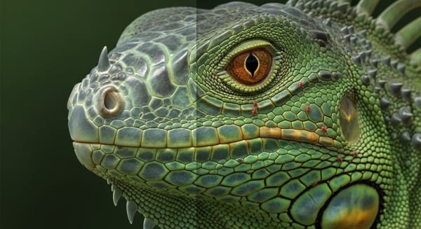 Close up of a reptile eye showing signs of internal and external parasites