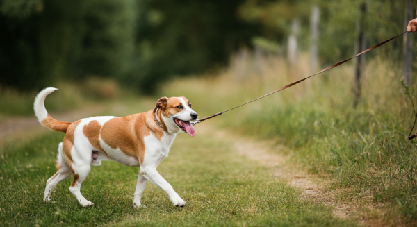 Positive Reinforcement Leash Training for Reactive Dogs