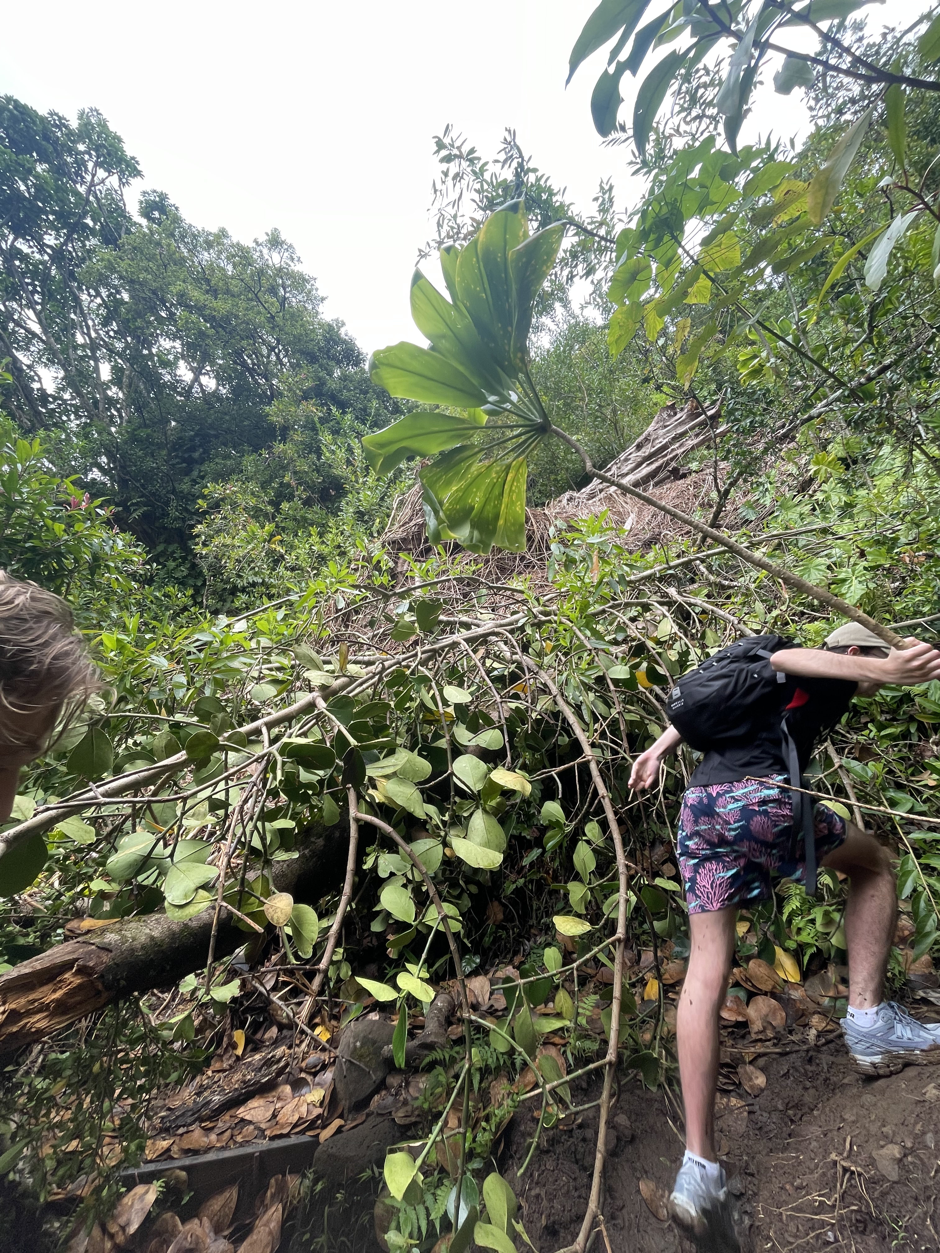 Manoa-Regenwald auf dem Weg zum Wasserfall
