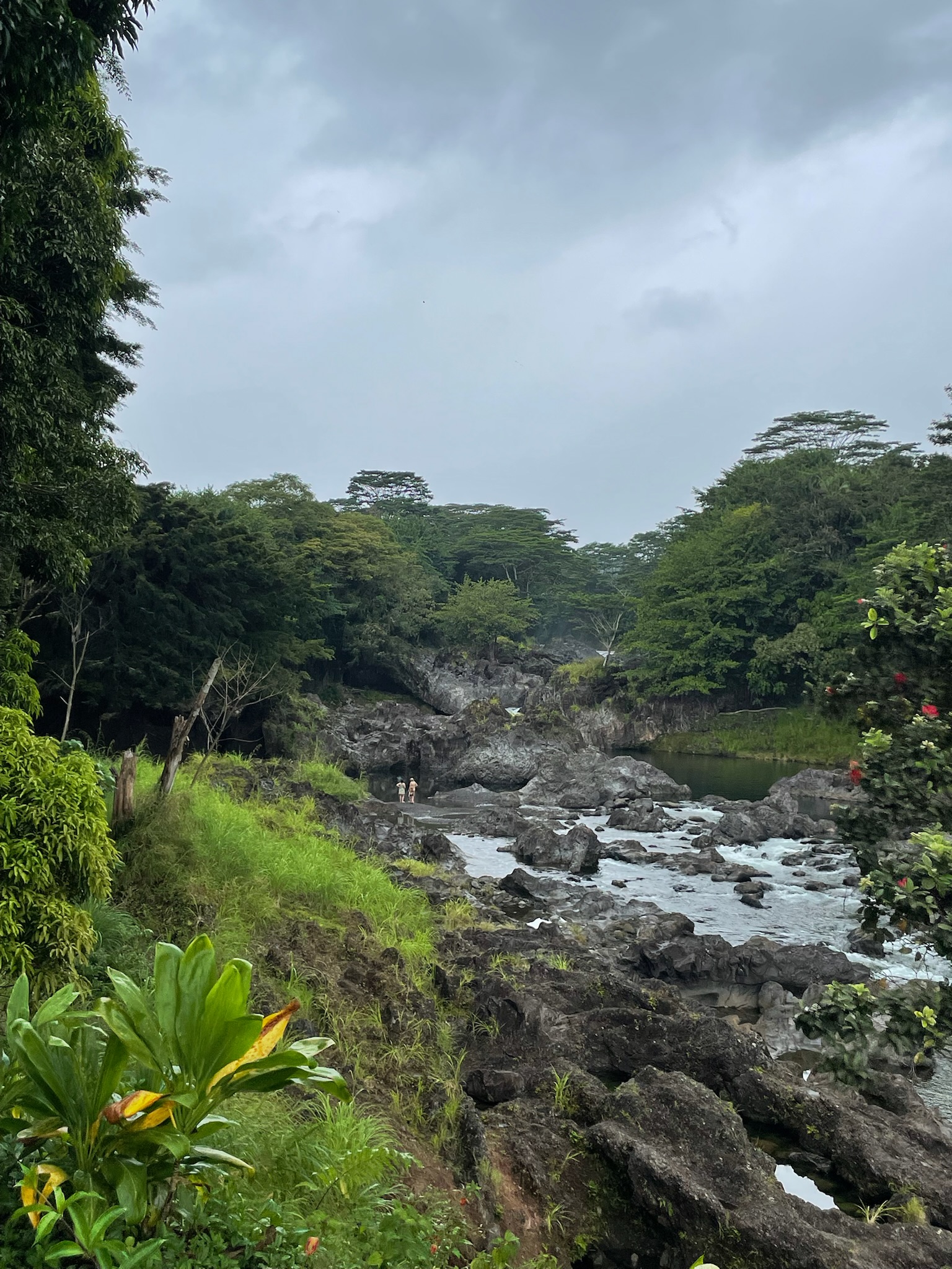 Dichter Dschungel auf Big Island, Puna District