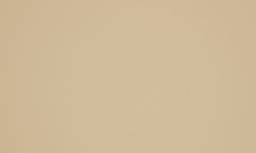 Beige Isabella