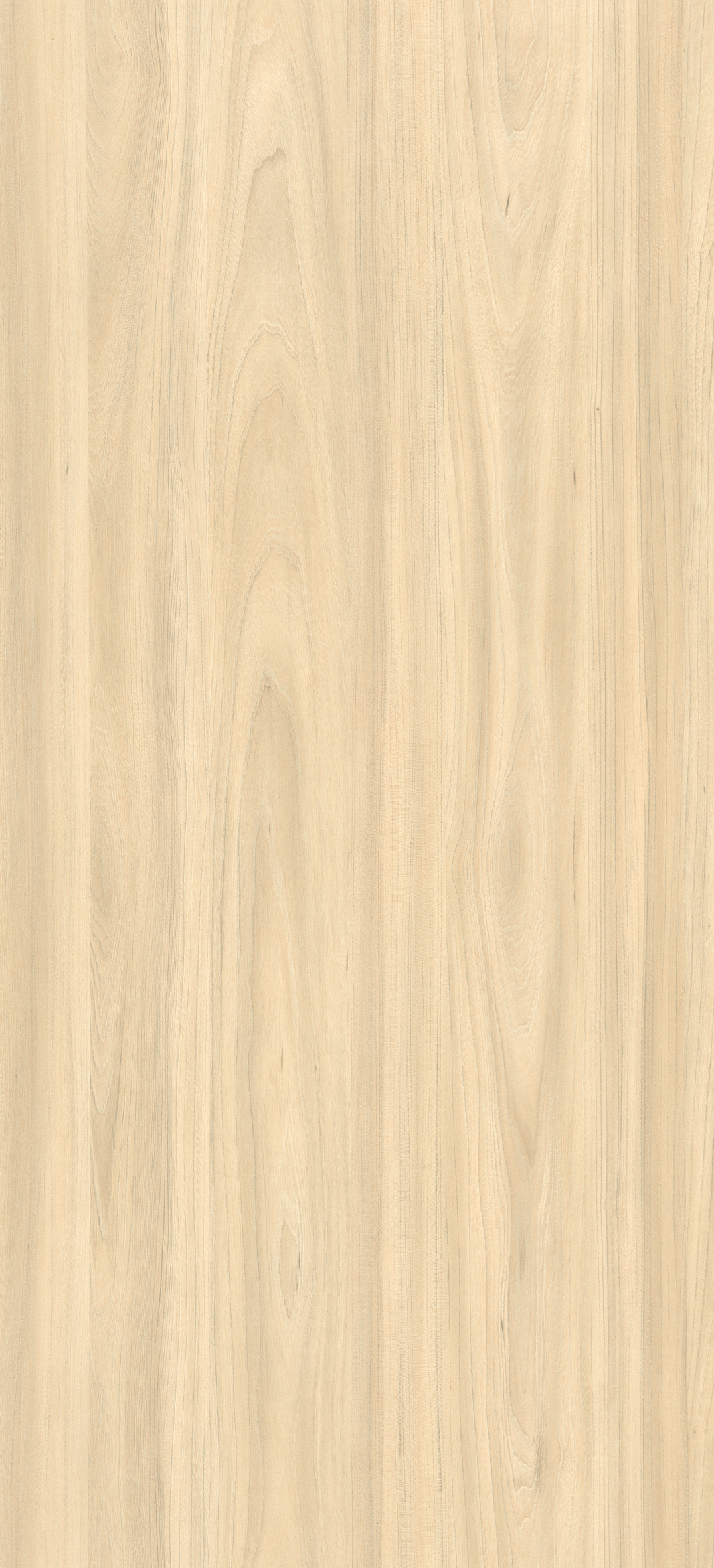 Arpa - 4538 Olmo Bianco