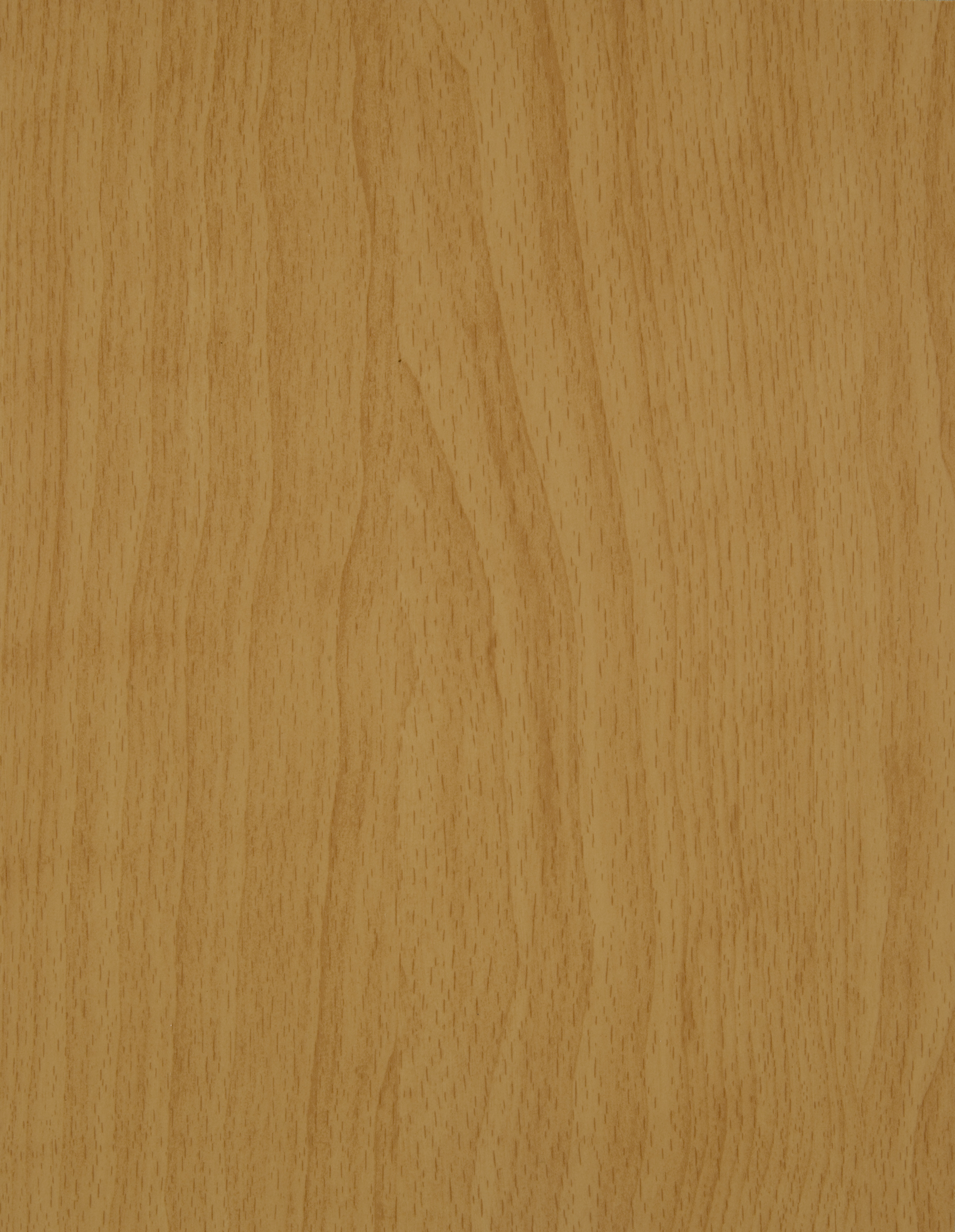 Arpa - 1286 Faggio Alpino