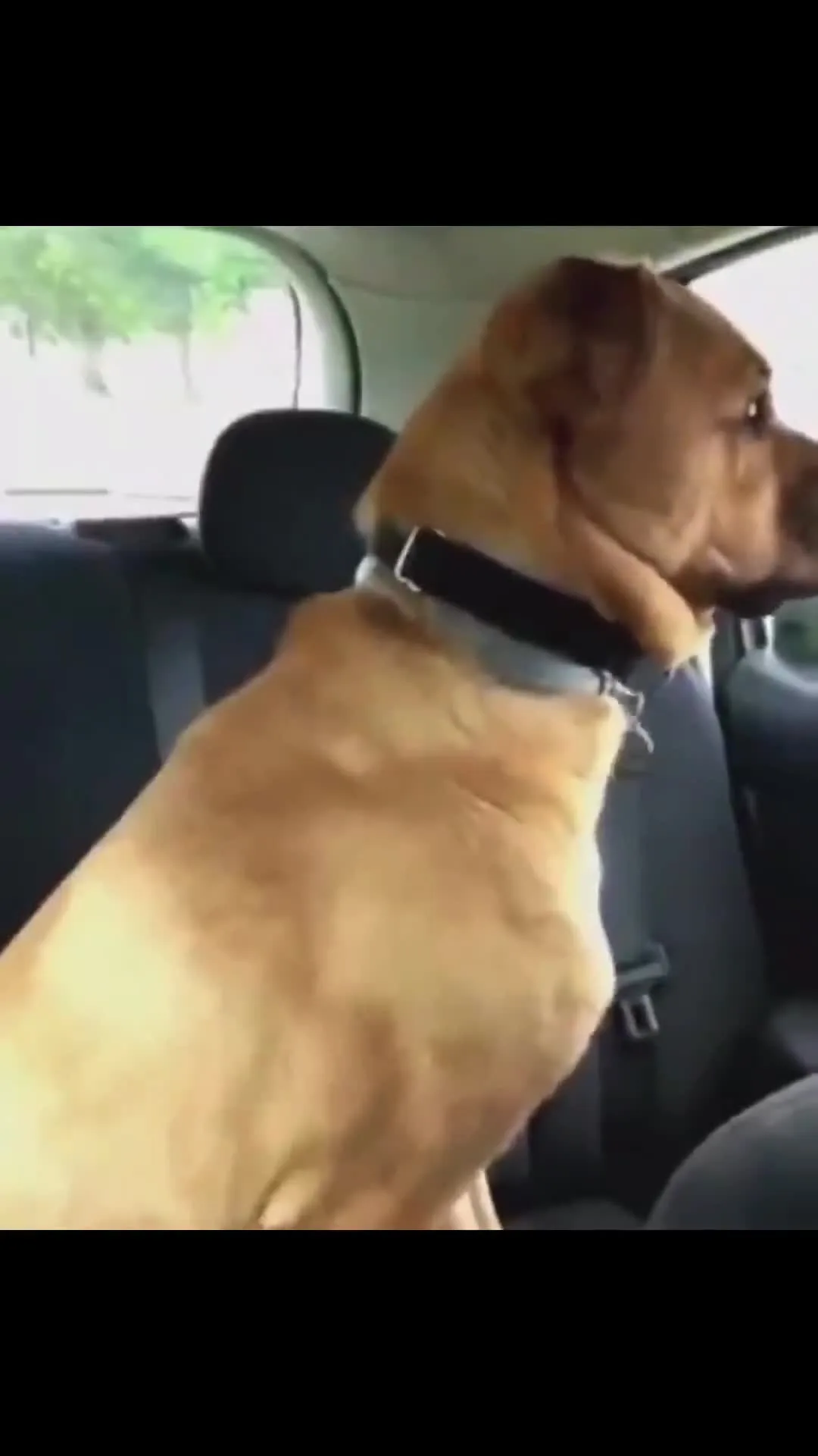 Dog Shaking Scared Reaction