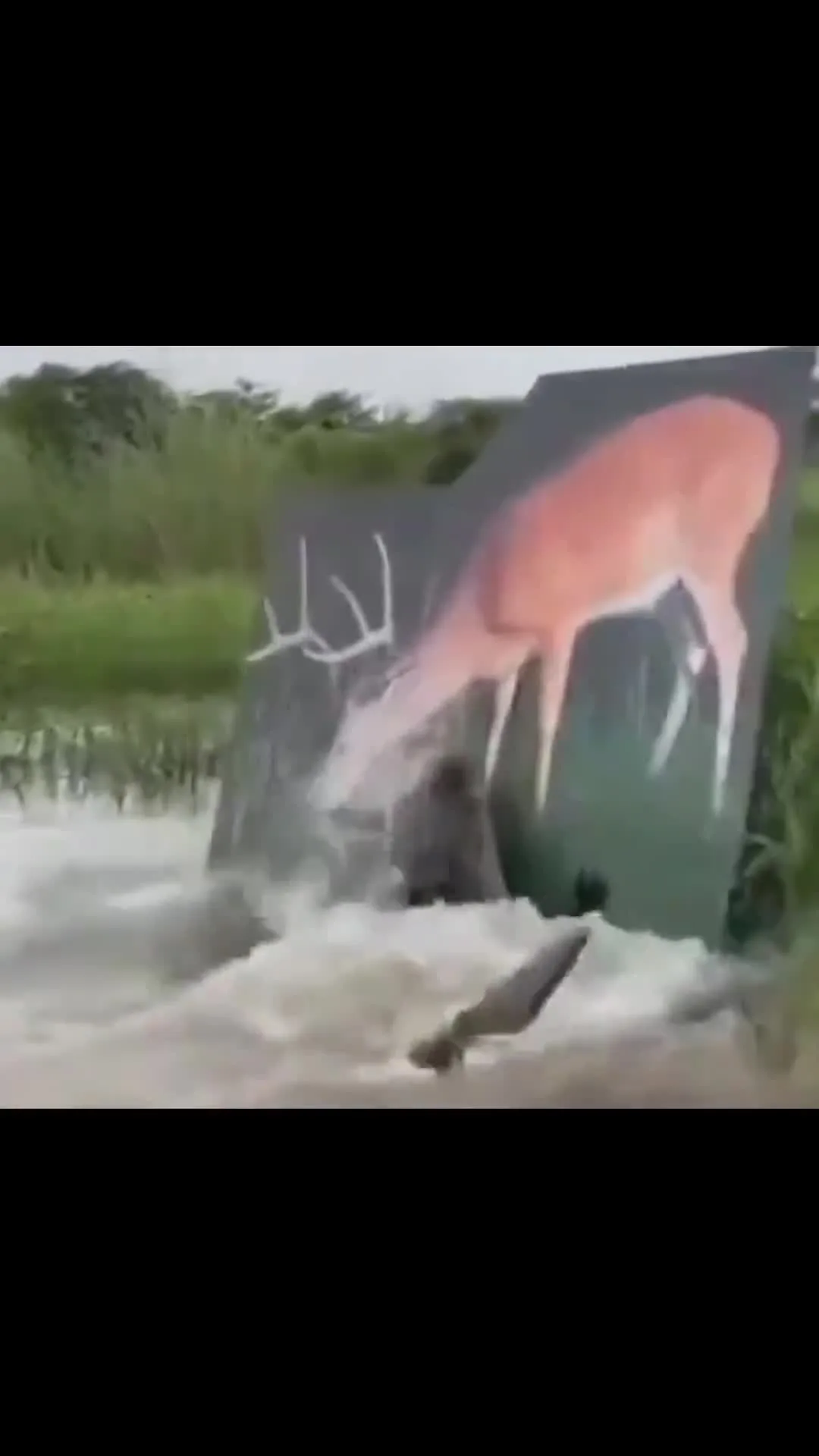 Alligator Jumping at Fake Deer