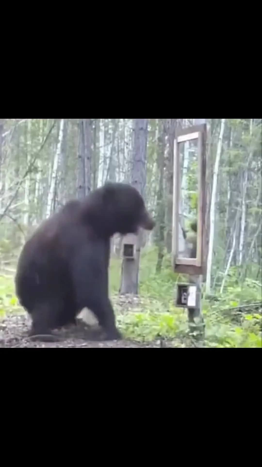 Bear Fights His Own Reflection in Mirror