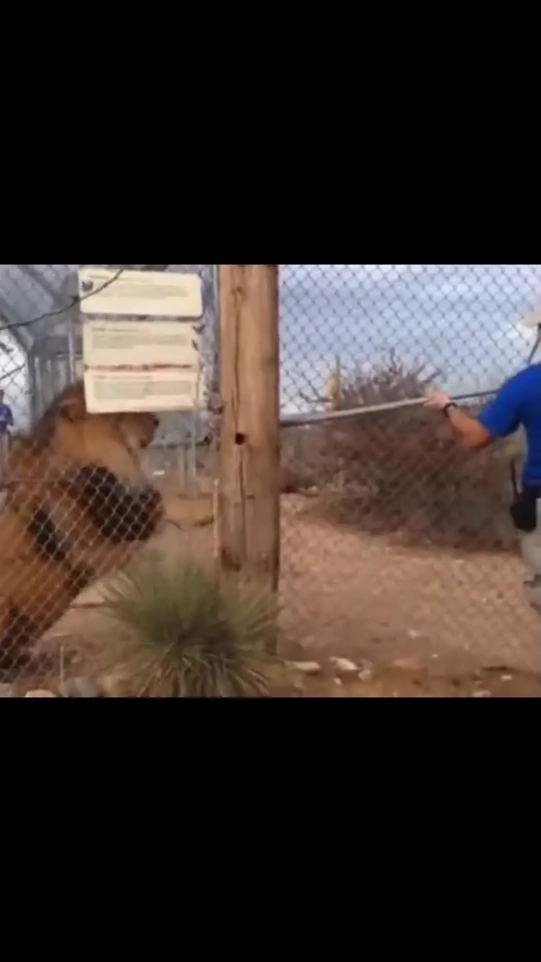 Playing With Lion Never Show Fear Guy Screams