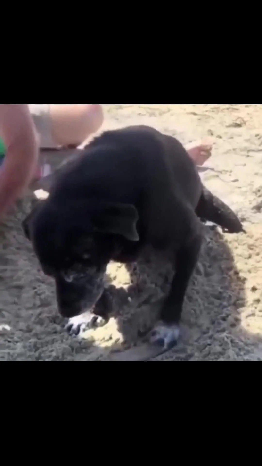 Old dog digging hole