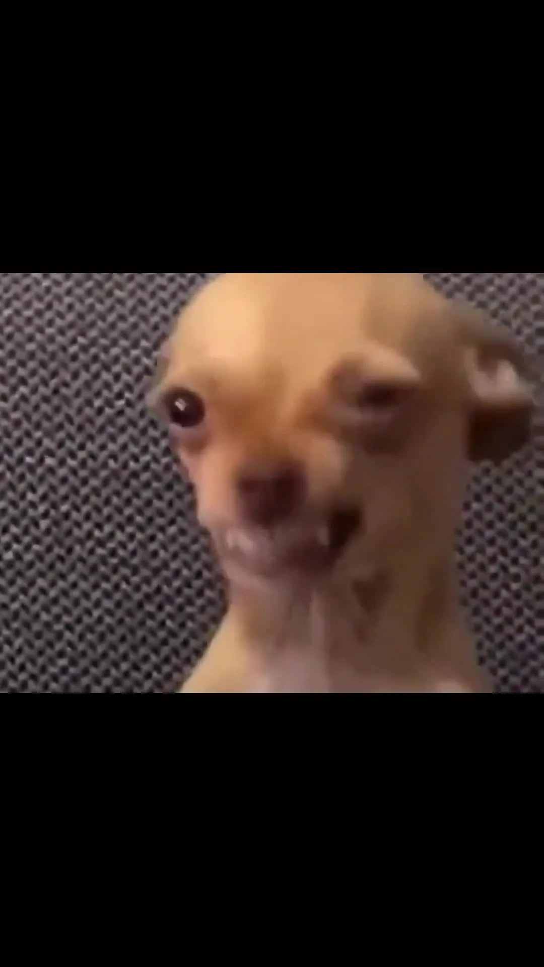 Tiny Dog Angry