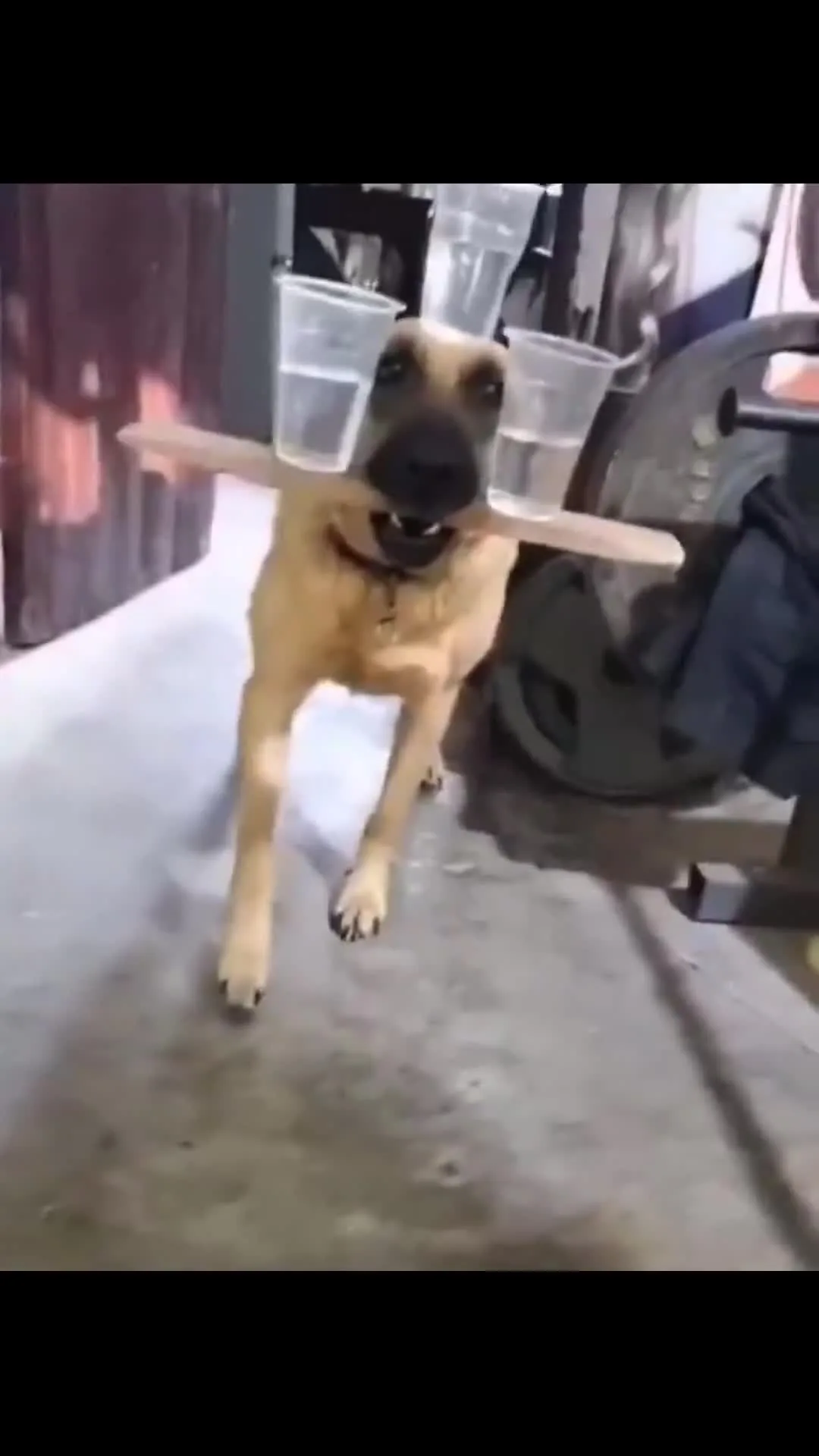 Dog balancing water cups