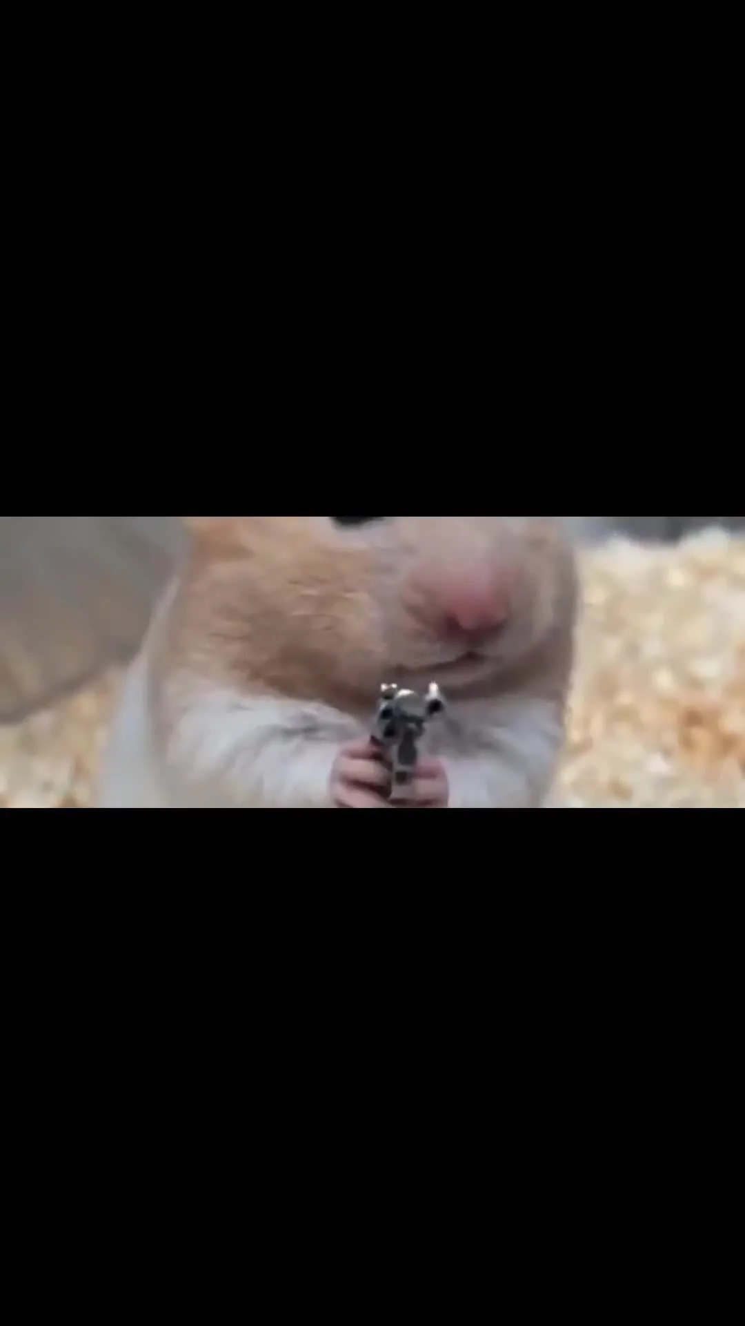 Hamster with a gun