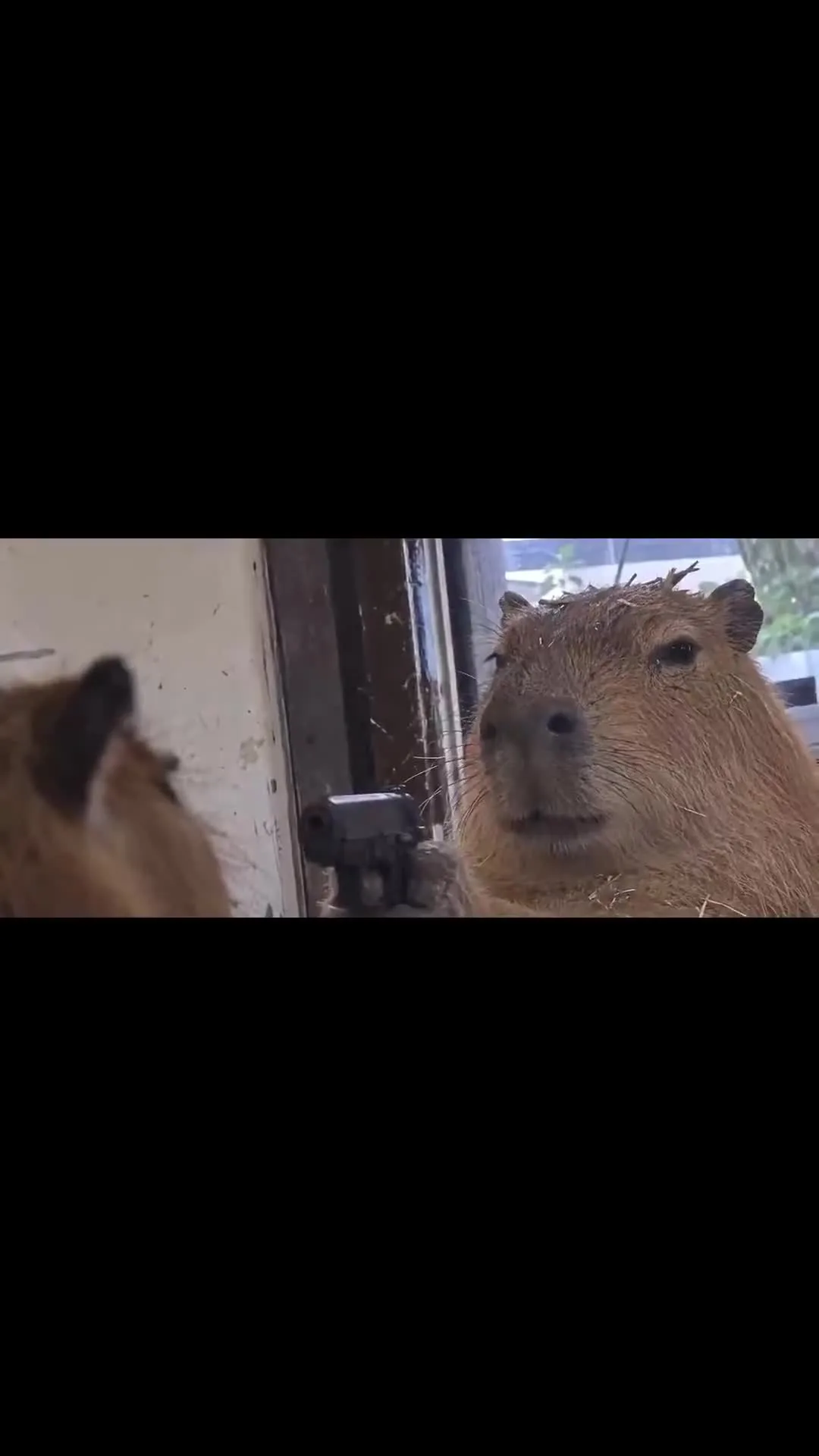 Capybara With a Gun