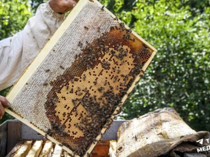 В Татарстане ограничили завоз пчел с юга из-за угрозы нового заболевания