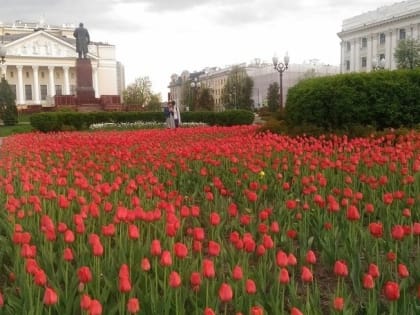 Казань потратит на цветочное оформление и озеленение 162 млн рублей