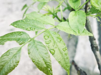 Татарстанцев предупредили о грозе