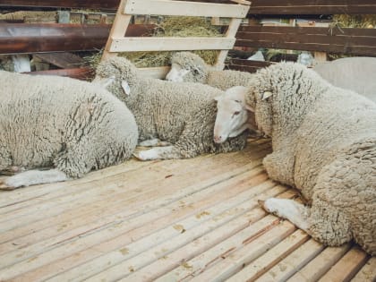 «Ситуация гиперсложная»: татарстанцев предупредили о болезнях овец