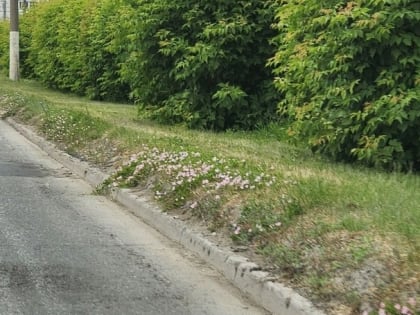 Нижнекамцам не понравился неопрятный город