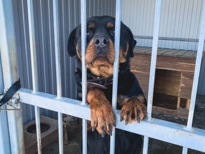 В казанском поселке тело погибшего животного выкинули на мусорку