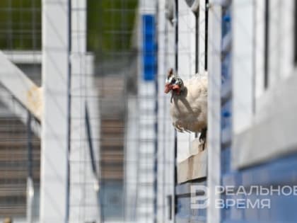 В Великобритании зафиксировали редкий случай заражения человека птичьим гриппом
