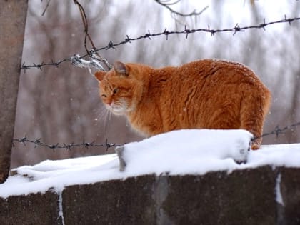 Усиление снегопадов и до -8 градусов ожидаются в Татарстане в середине недели