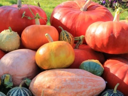 Фестиваль "Тыквенный спас" состоится в Елабужском районе