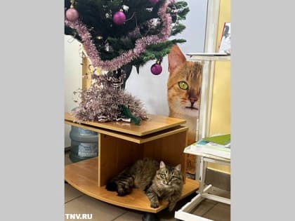 Всего девять ветклиник из 52 в Татарстане зарегистрировались в системе «Честный знак»