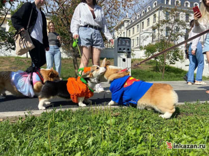 Парад милых корги в Казани — фото
