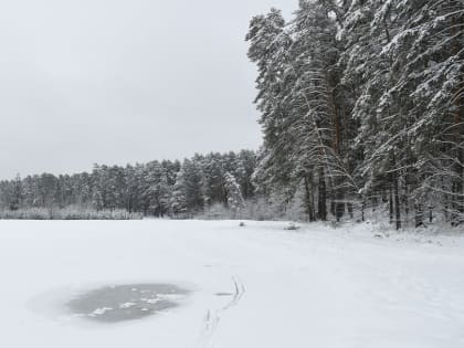 В лесопарке «Лебяжье» проведут экскурсию в формате хайкинга