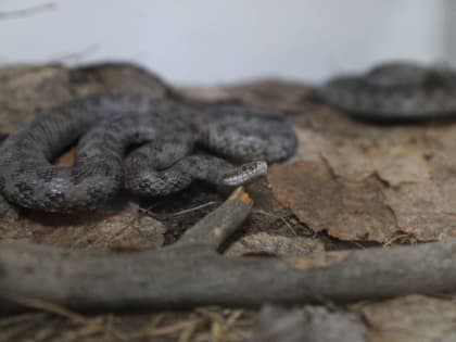 Лениногорские врачи спасли жизнь мужчины, которого ужалила гадюка