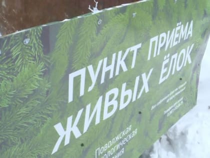 В Казани открылись пункты приема новогодних елей