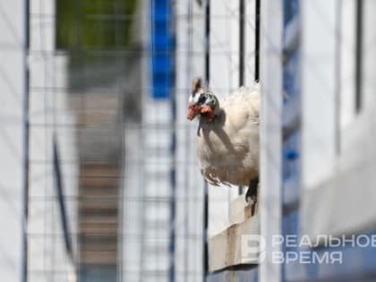 В США зарегистрировали первую смерть человека от птичьего гриппа H5N1