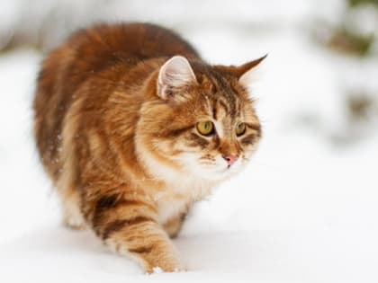 В конце выходных Татарстан окажется в&nbsp;малоградиентном барическом поле