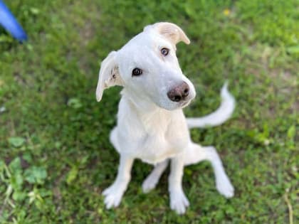 Ласковая Мия, послушный Барни и компанейская Тера – на «Лапе дружбы» можно будет взять собаку из приюта