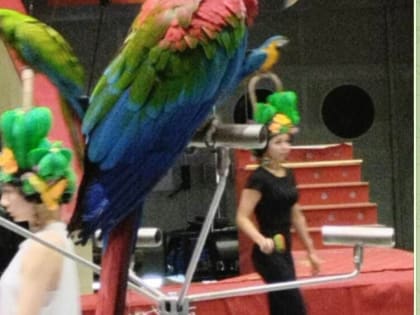 В Казанском цирке объявили о пропаже попугая Вали