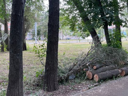 Битва с гусеницами еще не выиграна — Казань обрабатывают