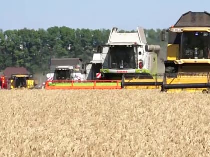 Как бороться с сорняками на посевах яровых зерновых культур – Россельхозцентр РТ